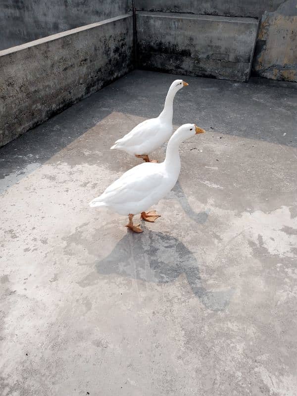 White Duck Pair For Sale 0