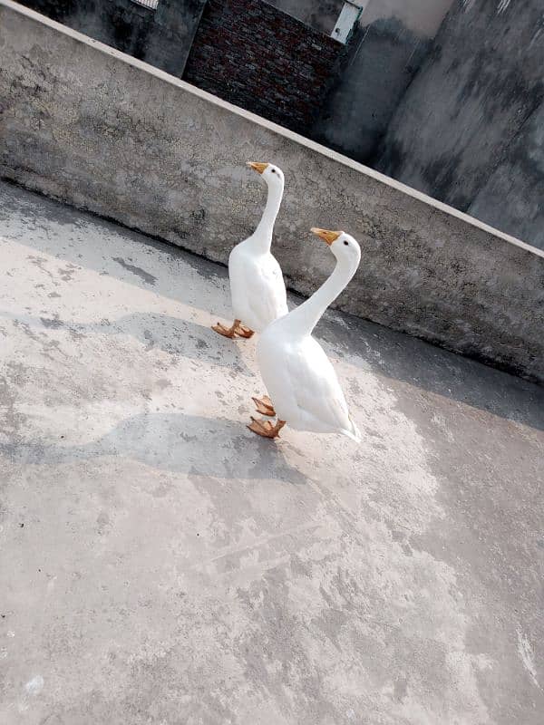 White Duck Pair For Sale 1