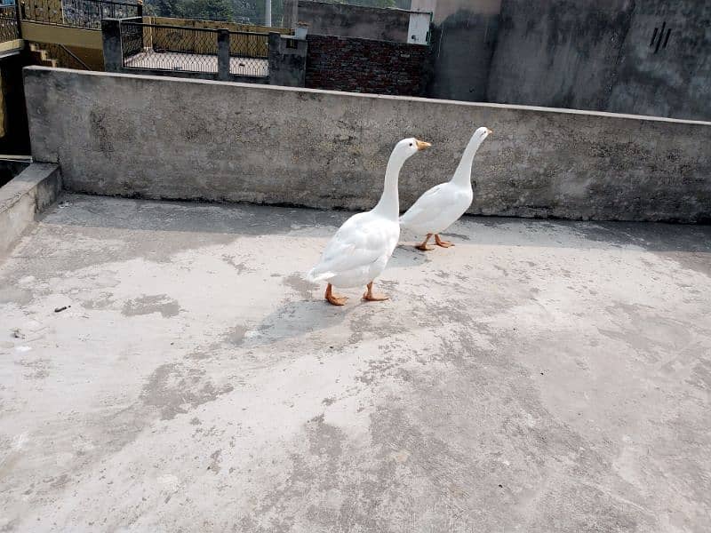 White Duck Pair For Sale 2