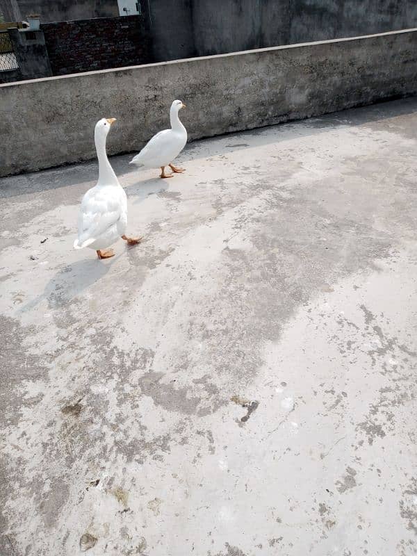 White Duck Pair For Sale 3