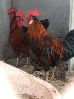 3 misri cocks .