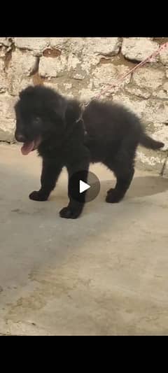 german shepherd puppy for sale