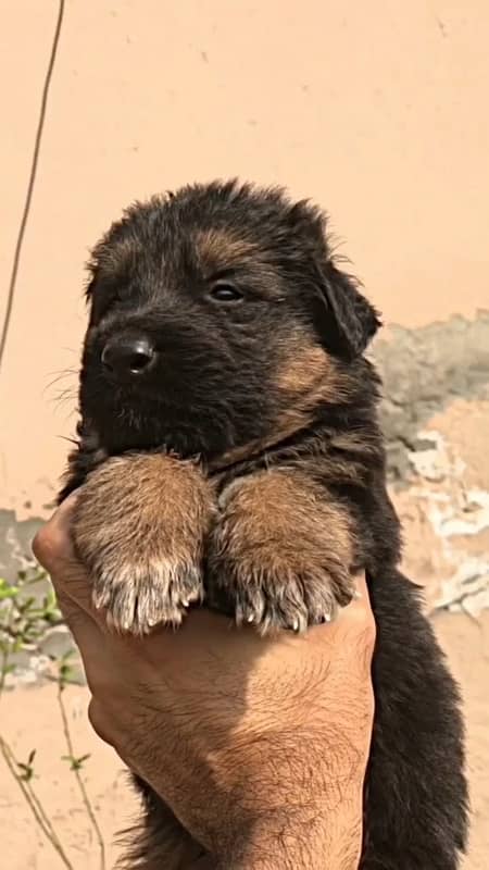 German shepherd long coat puppies 0