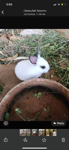 Rabbit Bunnies with special Breed for sale