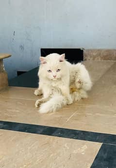 white cat vaccinated free free free