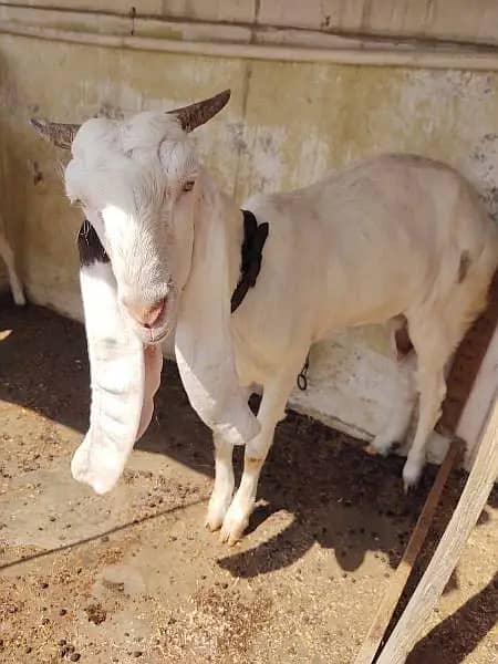 Bakri 3