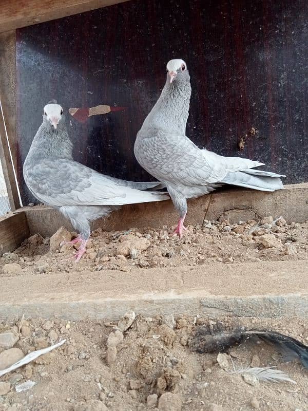 Silver Mukhi 2