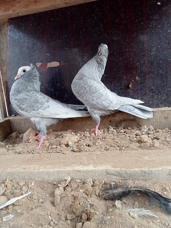 Silver Mukhi 3