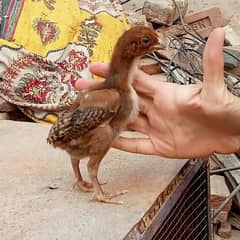 aseel chicks with hen