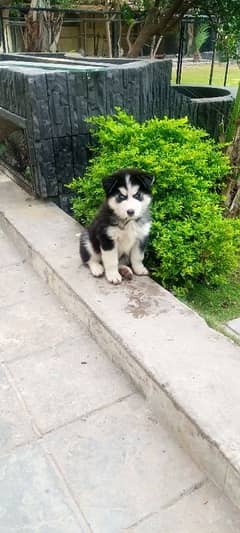 Beautiful Huskey Pupy