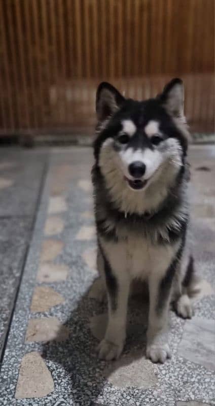 Beautiful Huskey Pupy 1