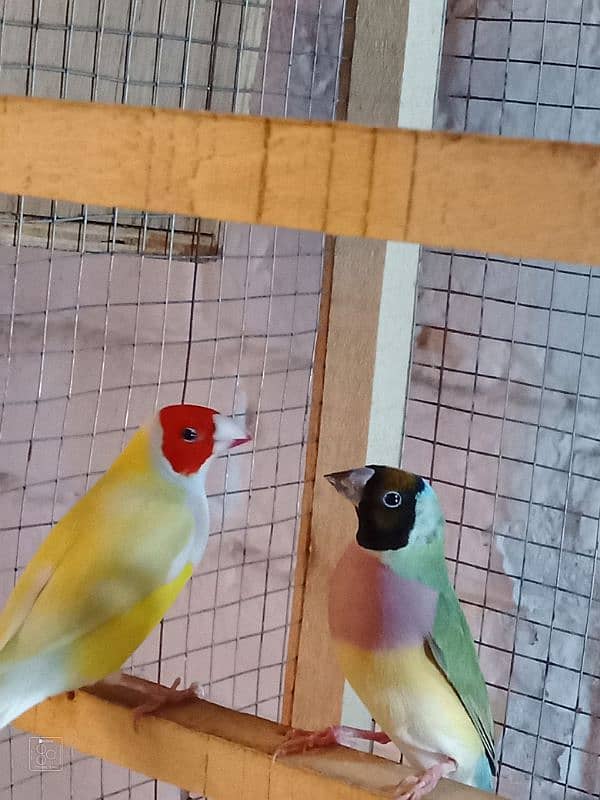 goldien finch breedr pair  urgent sale in 11000 0