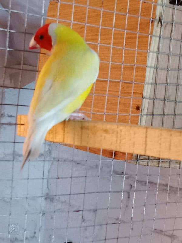 goldien finch breedr pair  urgent sale in 11000 1