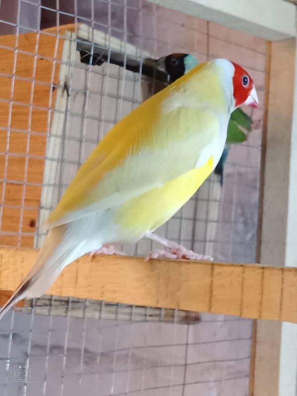 goldien finch breedr pair  urgent sale in 11000 4