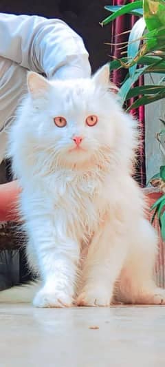 bilkul healthy male lovely cat