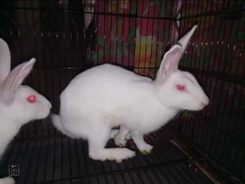 2 male red eyes argent sale 1