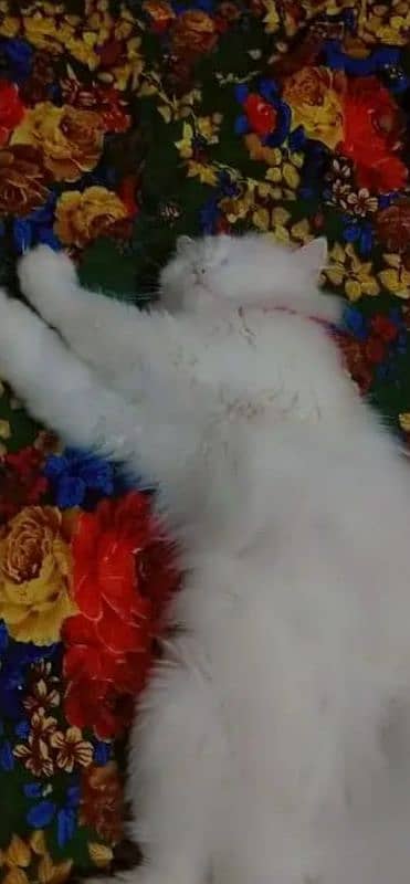 white Persian cat 1