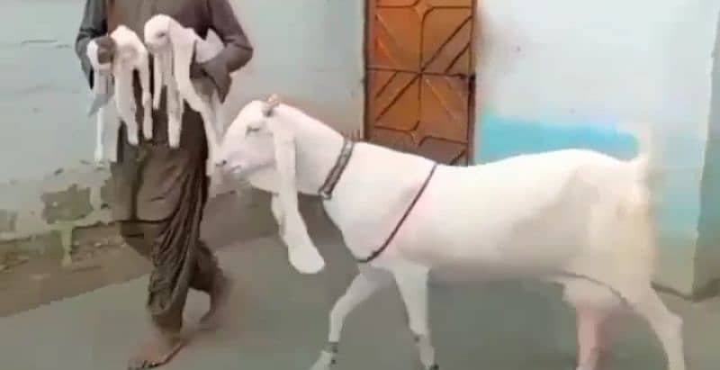 Gulabi Bakri 2 bacchon ke sath for sale call on 0313,4935016 1