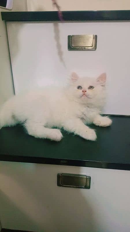 pure Persian triple coated extreme punch kittens 1