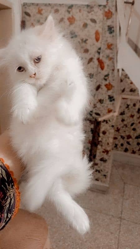 pure Persian triple coated extreme punch kittens 3