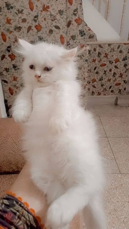 pure Persian triple coated extreme punch kittens 4