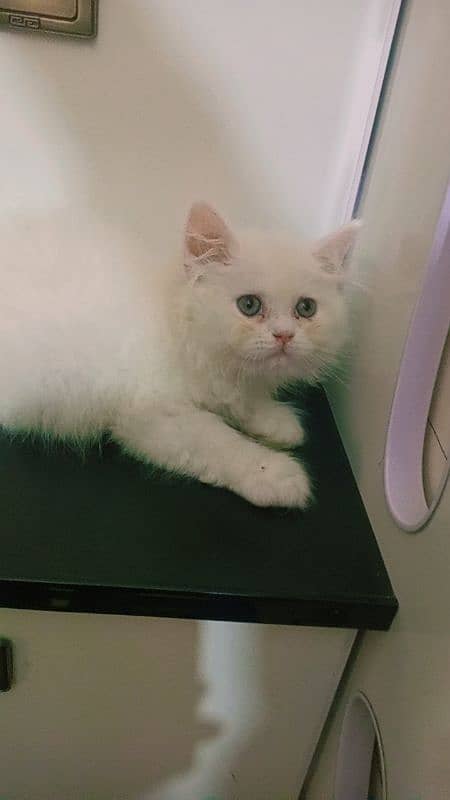 pure Persian triple coated extreme punch kittens 5