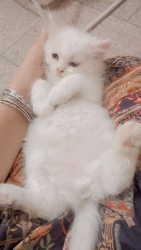 pure Persian triple coated extreme punch kittens 7