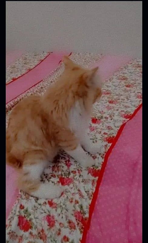 Persian cats kitten Punch face female and male bothe available 1