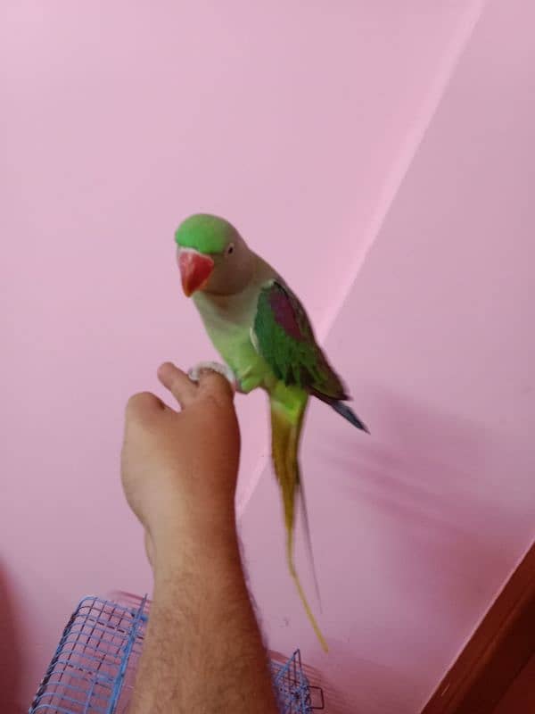 Pahari raw parrots 0