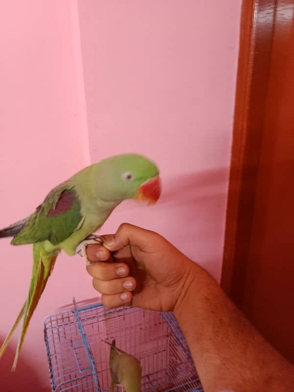 Pahari raw parrots 1