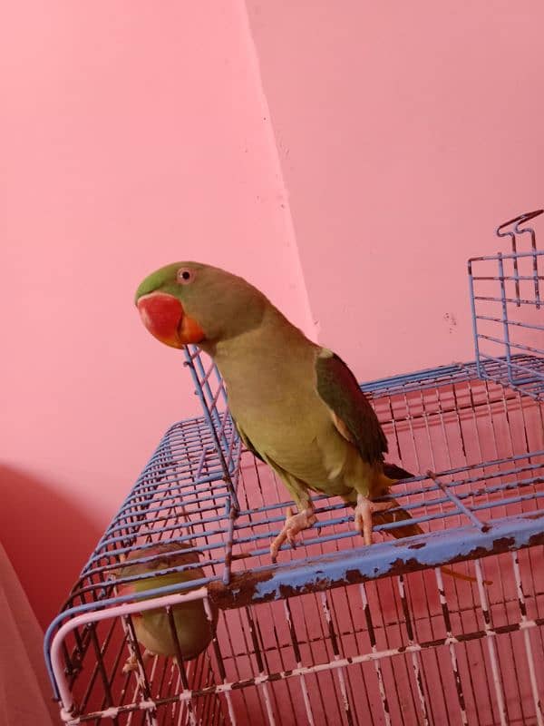 Pahari raw parrots 2