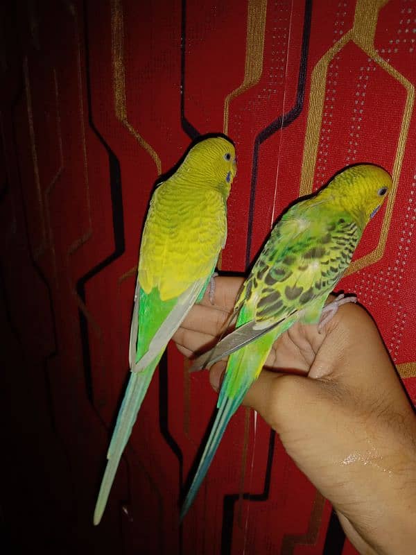 hand tame parrot 2