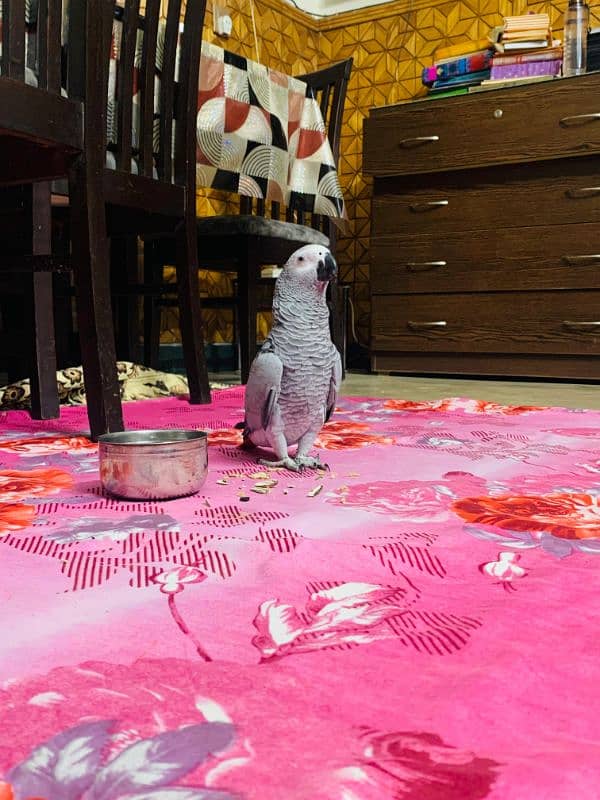 African grey parrot 03262134833 2