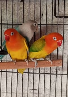 Lovebirds