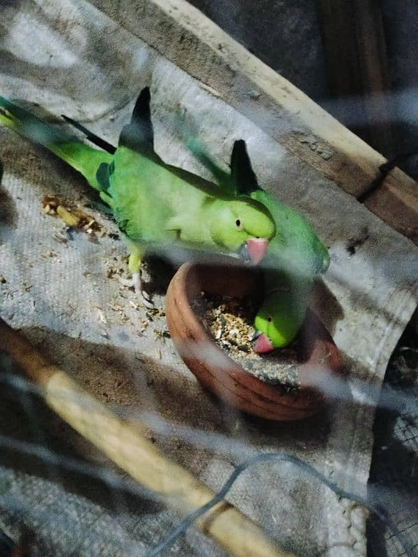 Green Parrot Ringneck 0