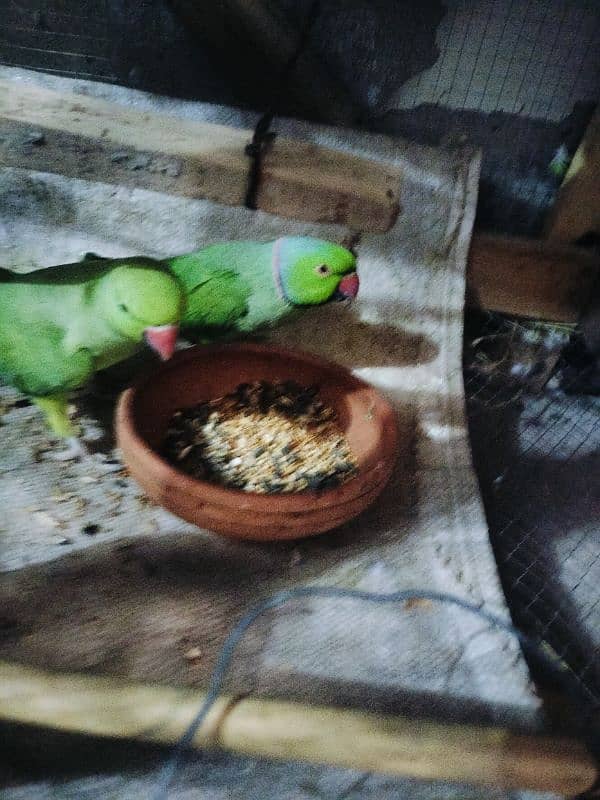 Green Parrot Ringneck 1