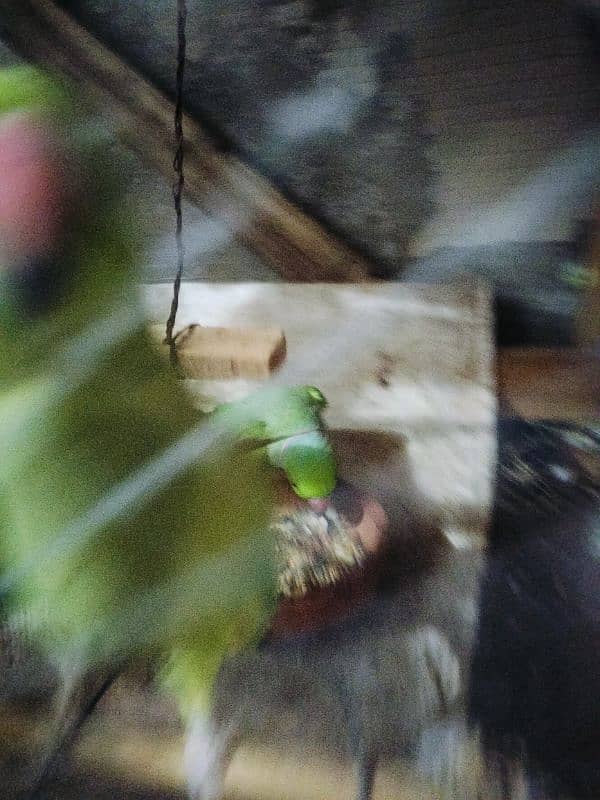 Green Parrot Ringneck 3