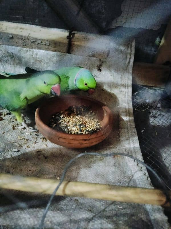 Green Parrot Ringneck 4