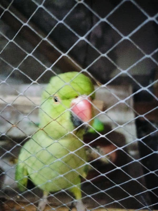 Green Parrot Ringneck 6