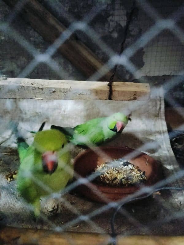 Green Parrot Ringneck 7