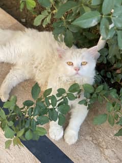 Persian male cat