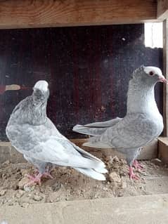 Silver Mukhi