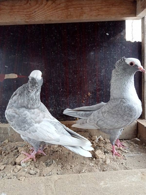 Silver Mukhi 0