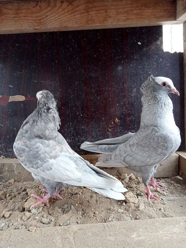 Silver Mukhi 1