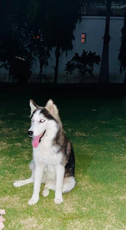 beautiful syberian huskies up  for sale 7