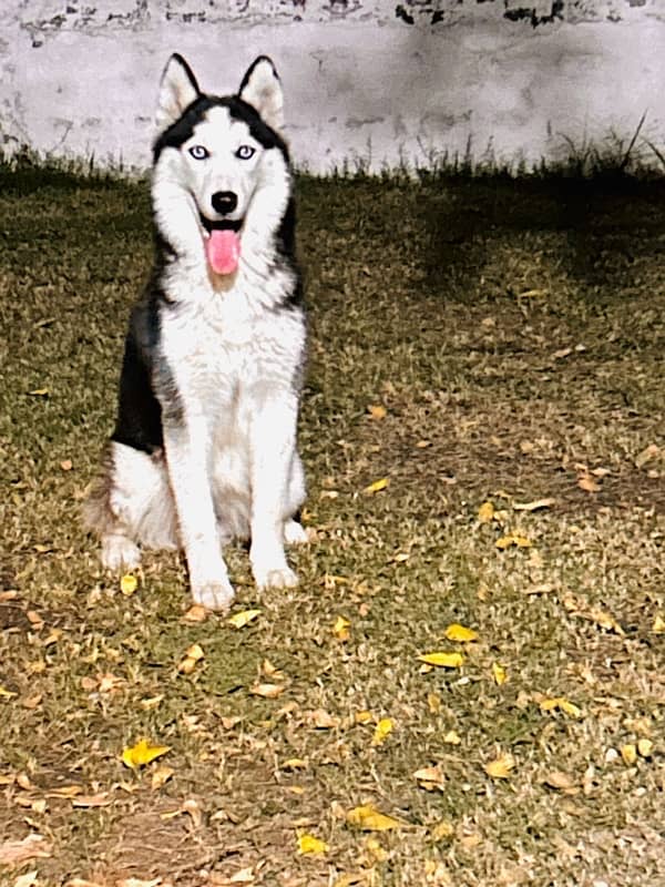 beautiful syberian huskies up  for sale 10