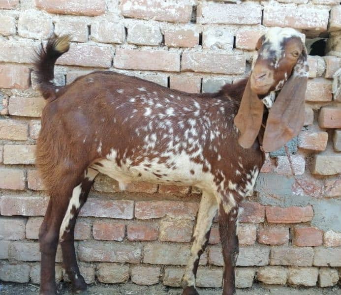 Beautiful Goats available 1