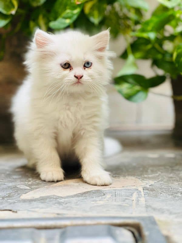 Fully Active Persian pair for Sale male Green eye female Odd eye 0