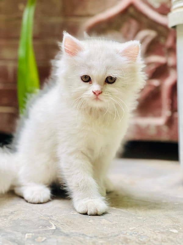 Fully Active Persian pair for Sale male Green eye female Odd eye 1