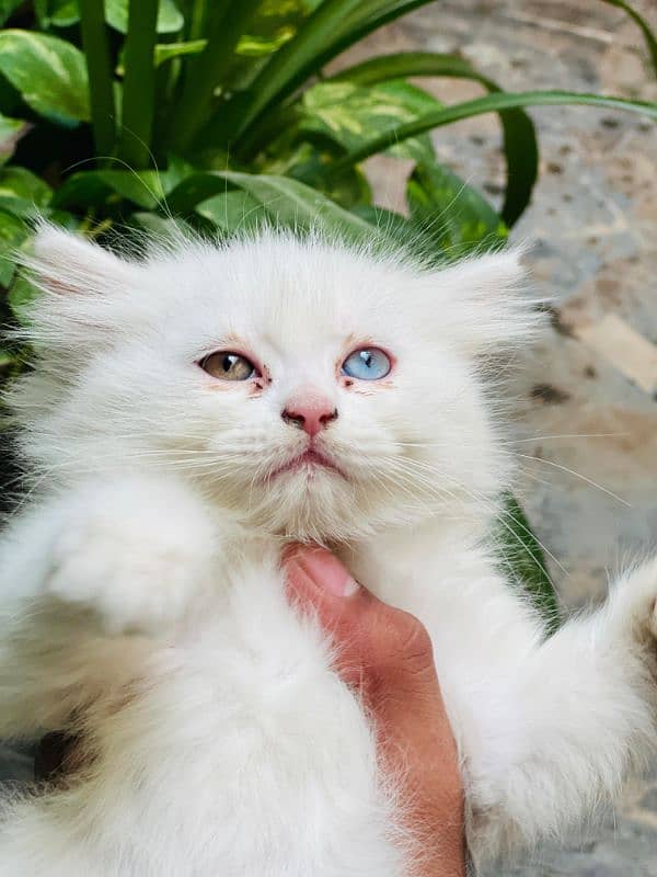 Fully Active Persian pair for Sale male Green eye female Odd eye 2